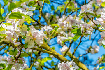 Blühender Apfelbaum in der Wahner Heide