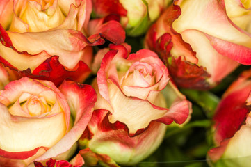 Beautiful large bouquet of yellow-red roses. Nature. close up, selective focus