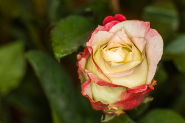 Beautiful yellow-red Rose flower. Nature. close up, selective focus