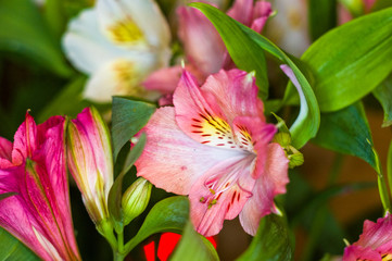 Beautiful gift bouquet of various colorful decorative summer flowers