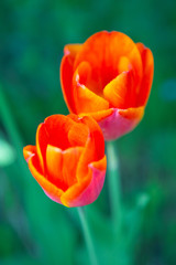 close-up of two red beautiful tulips