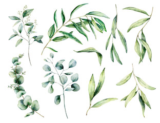 Watercolor set with olive and eucalyptus branch, leaves. Hand painted floral illustration isolated on white background for design, print, fabric or background.