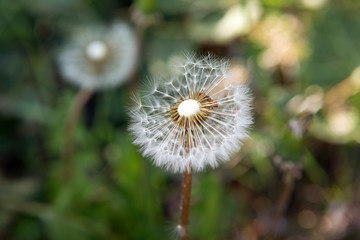 close-up of dandelion in a garden