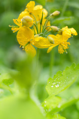 Yellow celandine plant after rain with water drops on flower leaf.