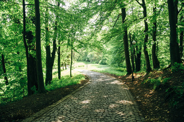 Obraz premium Beautiful park road surrounded by green trees. Colorful spring nature landscape. Pathway in the woods