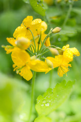Yellow celandine bokeh shot with space for text