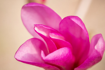Fototapeta premium tender spring pink magnolia flowers close up. Beautiful flowering, blooming tree - beautiful blossomed magnolia branch in spring