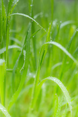 closeup of fresh green spring grass with wet drops