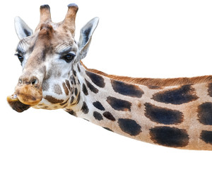 lustige Giraffe guckt quer ins Bild - isoliert - 264021826