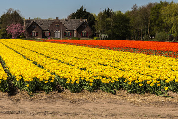 tulips  and flowers are the main export product of  the Netherlands and in spring may fields are showing their colors to the tourists