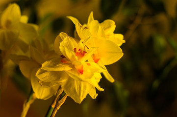 Amazing yellow huge bright daffodils in sunlight