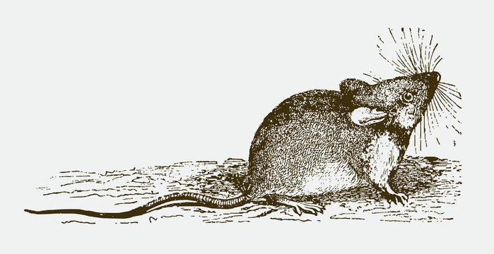 Wood mouse apodemus sylvaticus sitting on ground and looking upwards, after engraving from the 19th century