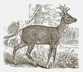 European male roe deer (capreolus) standing in a landscape with trees. Illustration after a historical engraving from the 19th century