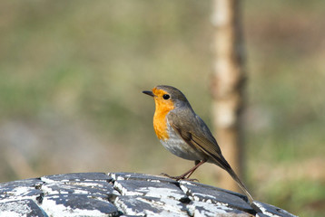 Robin (Erithacus rubecula) on the tire