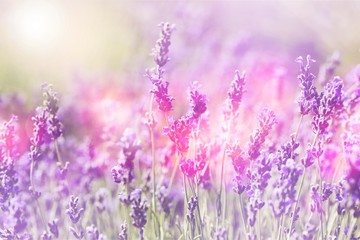 Fototapeta premium Beautiful violet lavender field