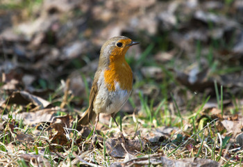 Robin (Erithacus rubecula) on the grass