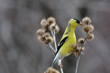 American Goldfinch