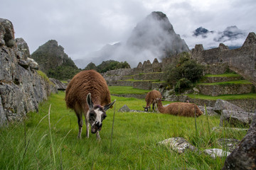 Machu Picchu, Peru with Montana Waynapicchu in the background and llamas in the foreground
