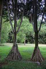 Chodzące drzewa korzenie 