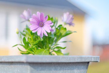 Pink flower in a aluminium pot at the entrance to a yellow building