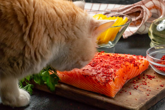 Cat is trying to steal from the table and eat a piece of salmon fillet - photo, image