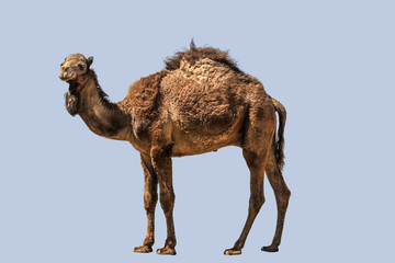 A shaggy dromedary looks into the camera, isolated with blue background