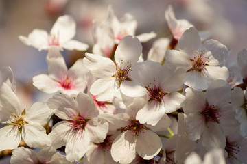 Fototapeta na wymiar Blooming Tree in Spring. Blooming Buds and Flowers on a Tree Branch.