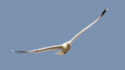 A seagull flies directly onto the camera in gliding flight, isolated with blue background.