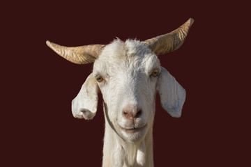 A white goat with beautiful big horns looks in close-up directly into the camera isolated with brown background