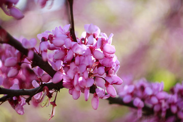 piante e fiori con obbiettivi vintage