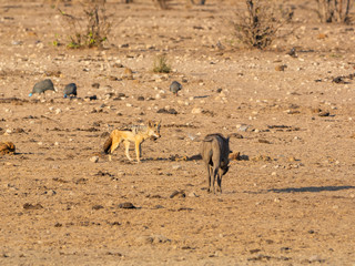 Black-backed Jackal