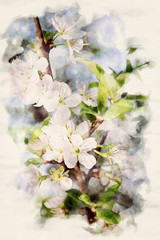 mirabelle blossoms on tree in watercolors