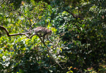 Monkey relax sit on the tree in jungle scene, Animal and Wildlife Concept,  Monkey Forest Ubud, Bali, Indonesia