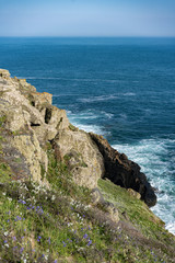 wild flowers on the ocean coast against the blue sky