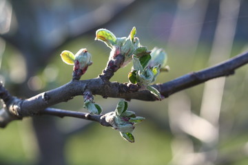 branch with buds