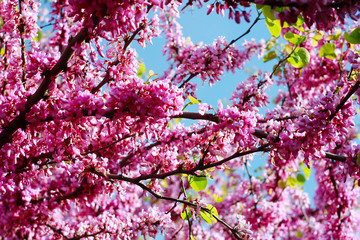 piante e fiori con obbiettivi vintage