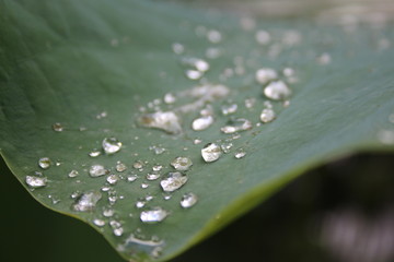 Krople wody liść makro tekstura