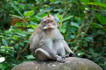 Naklejka na ściany i meble Portrait of Monkey relax sit on the rock in forest, Monkey Forest Ubud, Bali, Indonesia