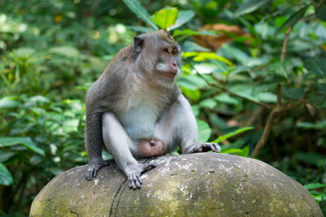 Naklejka na ściany i meble Portrait of Monkey male relax sit on the rock in forest, Monkey Forest Ubud, Bali, Indonesia