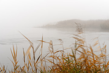 On a gentle breeze, elegantly moving stalks and grasses on the banks of the Oder in the foreground, dense morning fog makes the background only dimly recognizable - Location: Germany, Oderbruch