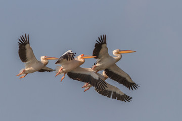 Fototapeta na wymiar white pelicans (pelecanus onocrotalus)