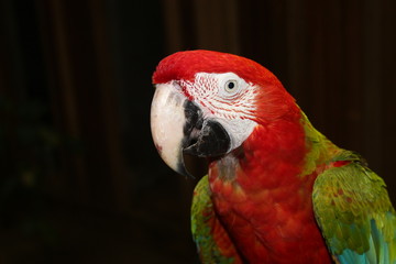 papuga ara blisko głowa