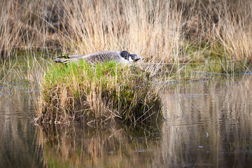 Canada Goose ( Branta Canadensis ) Sitting On Nest With Eggs In A Swamp