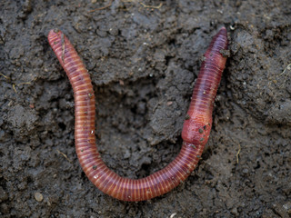 Earthworms in black soil of greenhouse. Macro Brandling, panfish, trout, tiger, red wiggler, Eisenia fetida..Garden compost and worms recycling plant waste into rich soil improver and fertilizer