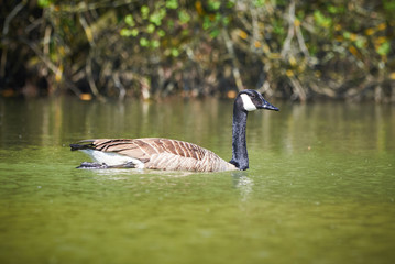 Canada Goose ( Branta Canadensis )  Swimming