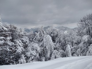 Fototapeta premium Bonito Paisaje de invierno en la montañas de los carpatos con ramas árboles cubiertos de nieve en Rumania, Trasilvania, pueblo de Parva.