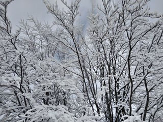 Bonito Paisaje de invierno en la montañas de los carpatos con ramas árboles cubiertos de nieve en Rumania, Trasilvania, pueblo de Parva.