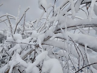 Bonito Paisaje de invierno en la montañas de los carpatos con ramas árboles cubiertos de nieve en Rumania, Trasilvania, pueblo de Parva.