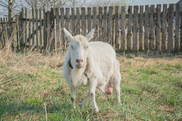 Naklejka na ściany i meble Goat On A Green Meadow