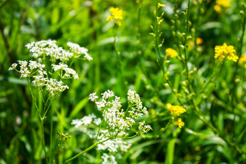 Elegant wildlife pattern of flowering plants on the meadows on a summer day.